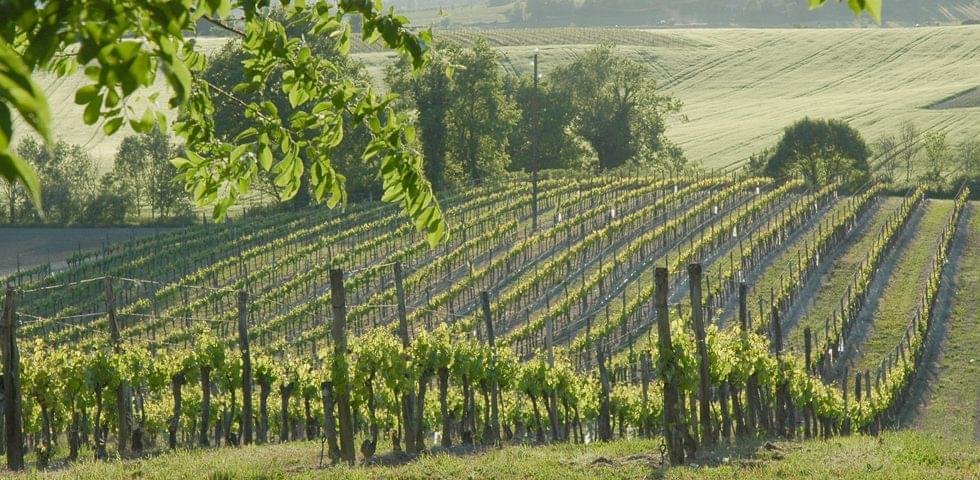 Vineyard Landscape