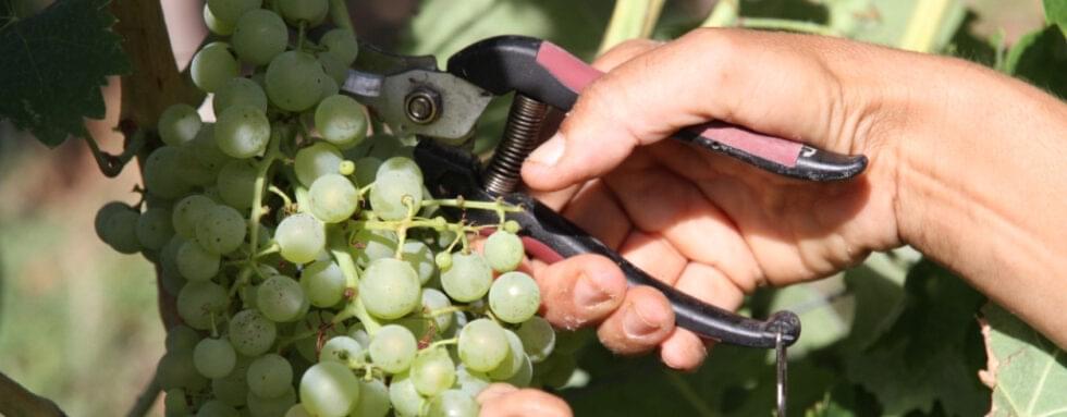 What is Verjuice